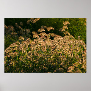 Poster Millet sauvage (Panicum Sp.) poussant dans une zon