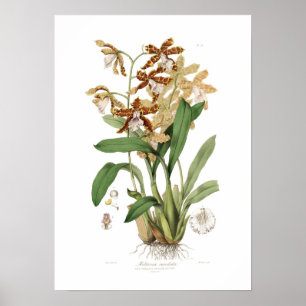 Poster Miltonia candida