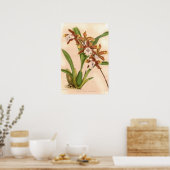 Poster Miltonia candida Orchidée (Cuisine)