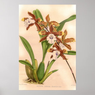 Poster Miltonia candida Orchidée