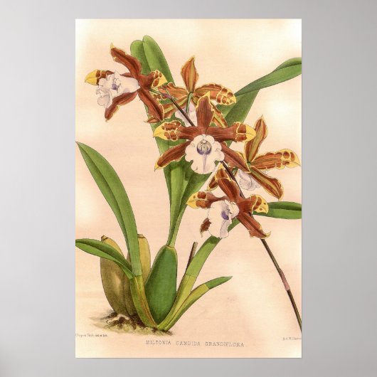 Poster Miltonia candida Orchidée (Devant)