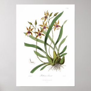 Poster Miltonia clowesii.