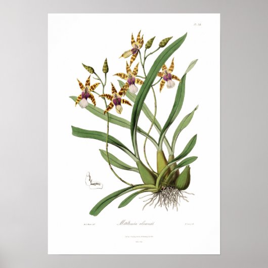 Poster Miltonia clowesii. (Devant)