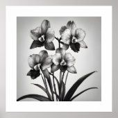 Poster Miltonia Orchidées II Imprimantes d'art monochroma (Devant)
