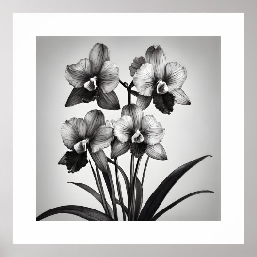 Poster Miltonia Orchidées II Imprimantes d'art monochroma (Devant)