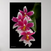 Poster Miltonioda Sakura (Devant)