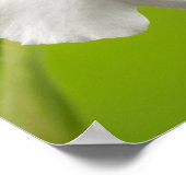 Poster Miltoniopsis Roezlii (Orchidées de Pansy) (Coin)