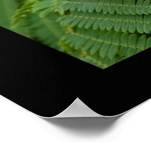 Poster Mimosa Blossoms (Coin)