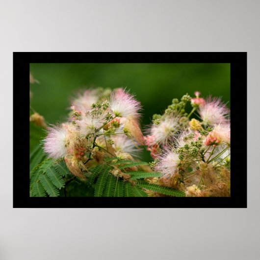 Poster Mimosa Blossoms (Devant)
