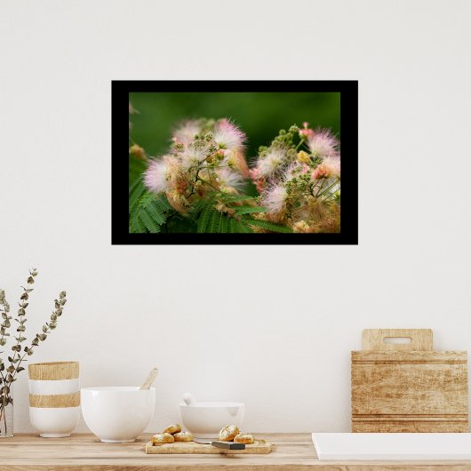 Poster Mimosa Blossoms (Cuisine)