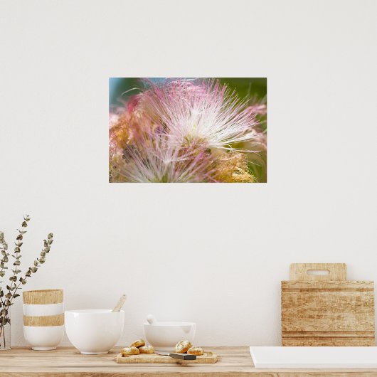 Poster Mimosa Blossoms (Cuisine)