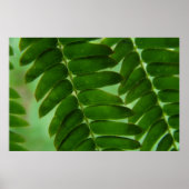 Poster Mimosa Secrets (Devant)