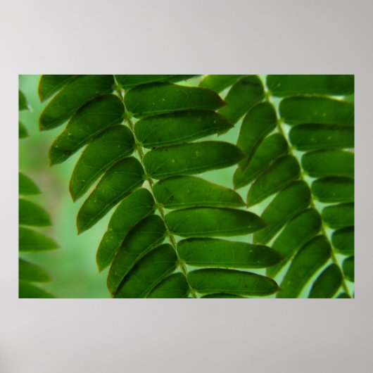 Poster Mimosa Secrets (Devant)