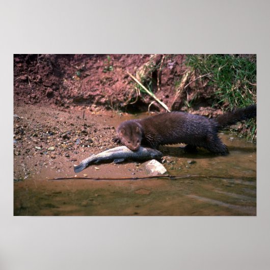 Poster Mince avec petit poisson (Devant)