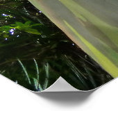 Poster Mindanao Gum Tree (Coin)