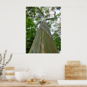 Poster Mindanao Gum Tree (Cuisine)