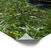 Poster Mini-Moo (Coin)