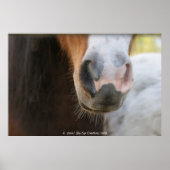 Poster Mini nez (Devant)