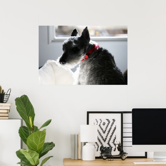 Poster Mini Schnauzer (Bureau à domicile)