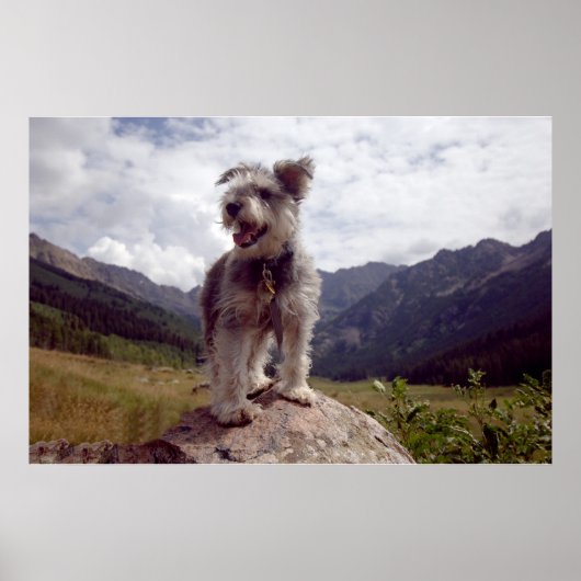 Poster Mini Schnauzer (Devant)