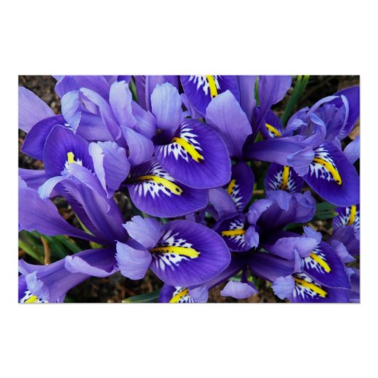 Poster Miniature Bleu Irises Printemps Floral (Devant)