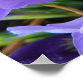 Poster Miniature Bleu Irises Printemps Floral (Coin)