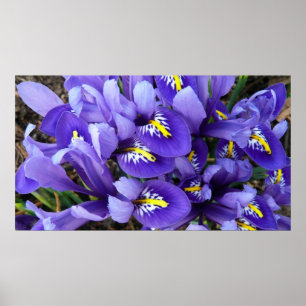 Poster Miniature Bleu Irises Printemps Floral