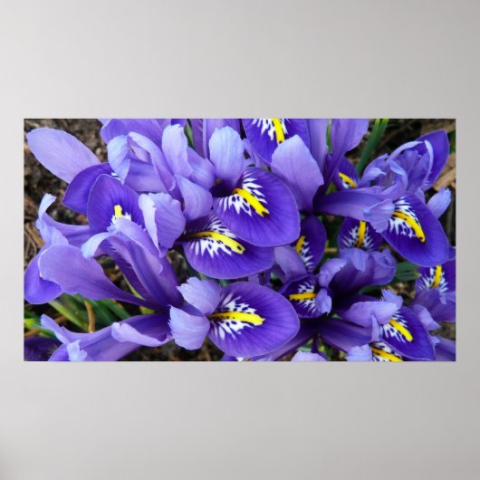 Poster Miniature Bleu Irises Printemps Floral (Devant)