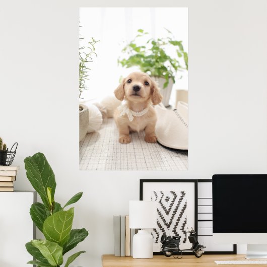 Poster Miniature Dachshund (Bureau à domicile)