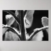 Poster Miniature Mantis (Devant)
