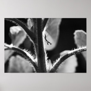 Poster Miniature Mantis