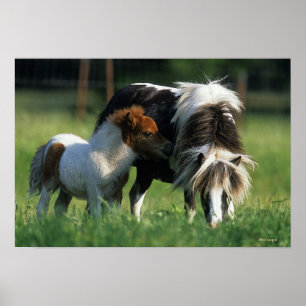 Poster Miniature Mare & Foies 2