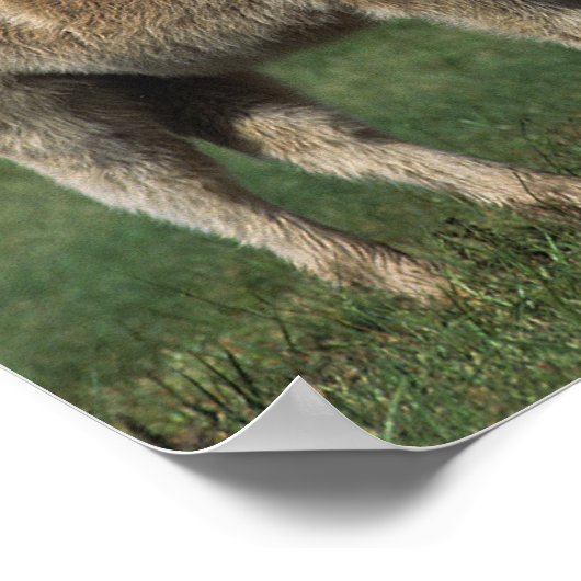 Poster Miniature Mare & Foies 3 (Coin)