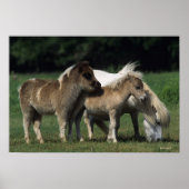 Poster Miniature Mare & Foies 3 (Devant)