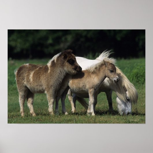 Poster Miniature Mare & Foies 3 (Devant)