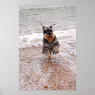 Poster Miniature Schnauzer in the Sea