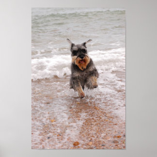 Poster Miniature Schnauzer in the Sea
