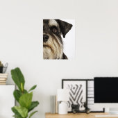 Poster Miniature Schnauzer, studio photo, gros plan (Bureau à domicile)