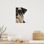Poster Miniature Schnauzer, studio photo, gros plan (Cuisine)