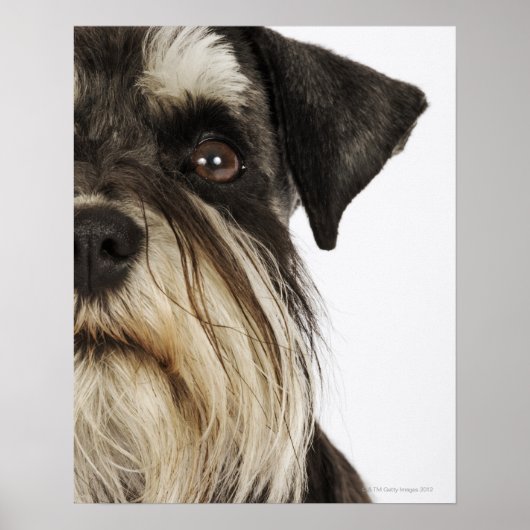 Poster Miniature Schnauzer, studio photo, gros plan (Devant)