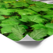 Poster Minneheha Falls, Watkins Glen, New York (Coin)