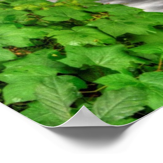 Poster Minneheha Falls, Watkins Glen, New York (Coin)