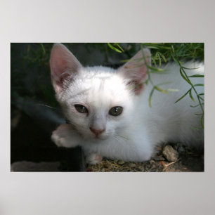 Poster Minou blanc