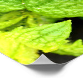 Poster Mint Leaf (Coin)