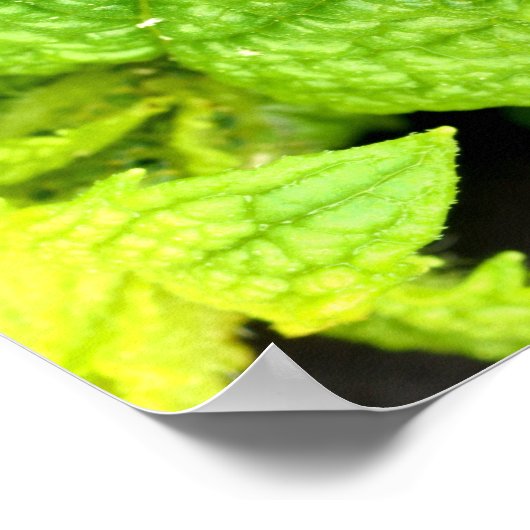 Poster Mint Leaf (Coin)