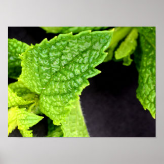 Poster Mint Leaf