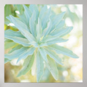 Poster Mint Vert Succulent Cactus Fleur Nature Art Imprim (Devant)