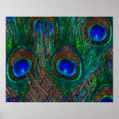 Poster Minuit Peacock Plumes Etching Style Décor (Devant)