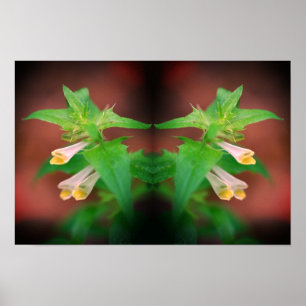 Poster Minuscule fleur blanche sauvage miroir floral art