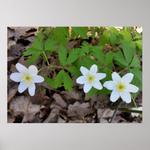 Poster minuscule fleurs blanches